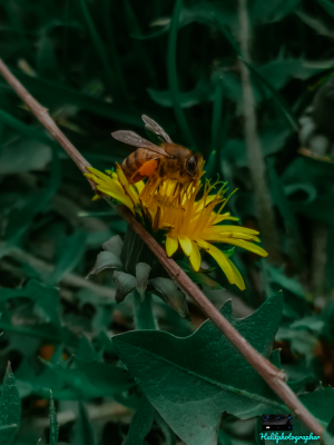 Arı ve Çiçek Makrosu 📷 / 13600