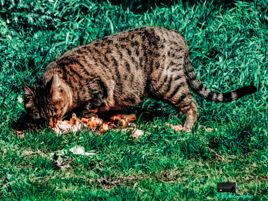 10X Optik Zoomda bir Sokak Kedisi Çimlerin üzerinde yemek yerken 📷🔭 / 15403
