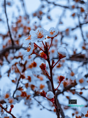Frozen Tonlarda Çiçekler 📷 10X Optik Zoomda / 15789