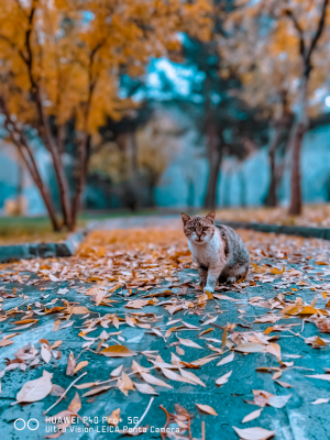 Sonbahar Yaprakları altında bir Kedi 📷 / 29629