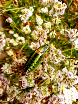 Grasshopper / 31828
